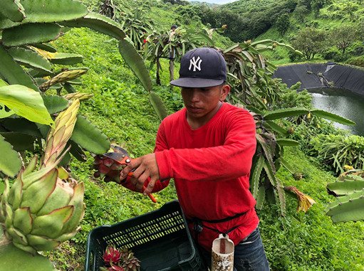 laprimerisima's tweet photo. Nicaragua es el principal productor de pitahaya en Centroamérica. El fruto se caracteriza por la calidad de la pulpa. La empresa Socorro Enterprises se dedicada a la producción, procesamiento y exportación de pitahaya, ubicada en el municipio de La Concepción, Masaya. https://t.co/Dj1OkI6kl0