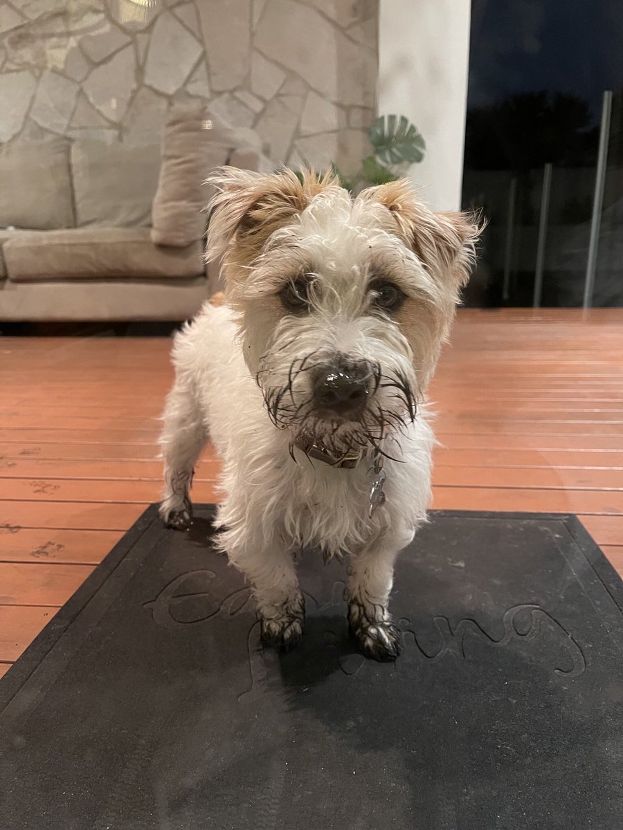 AlicethePoodle's tweet photo. @FenwickCHO @FenwickCHO this is Ned after a lot of fun in the mud , he almost made it inside to the white couch 😱😱 https://t.co/1hB4sI9J0v