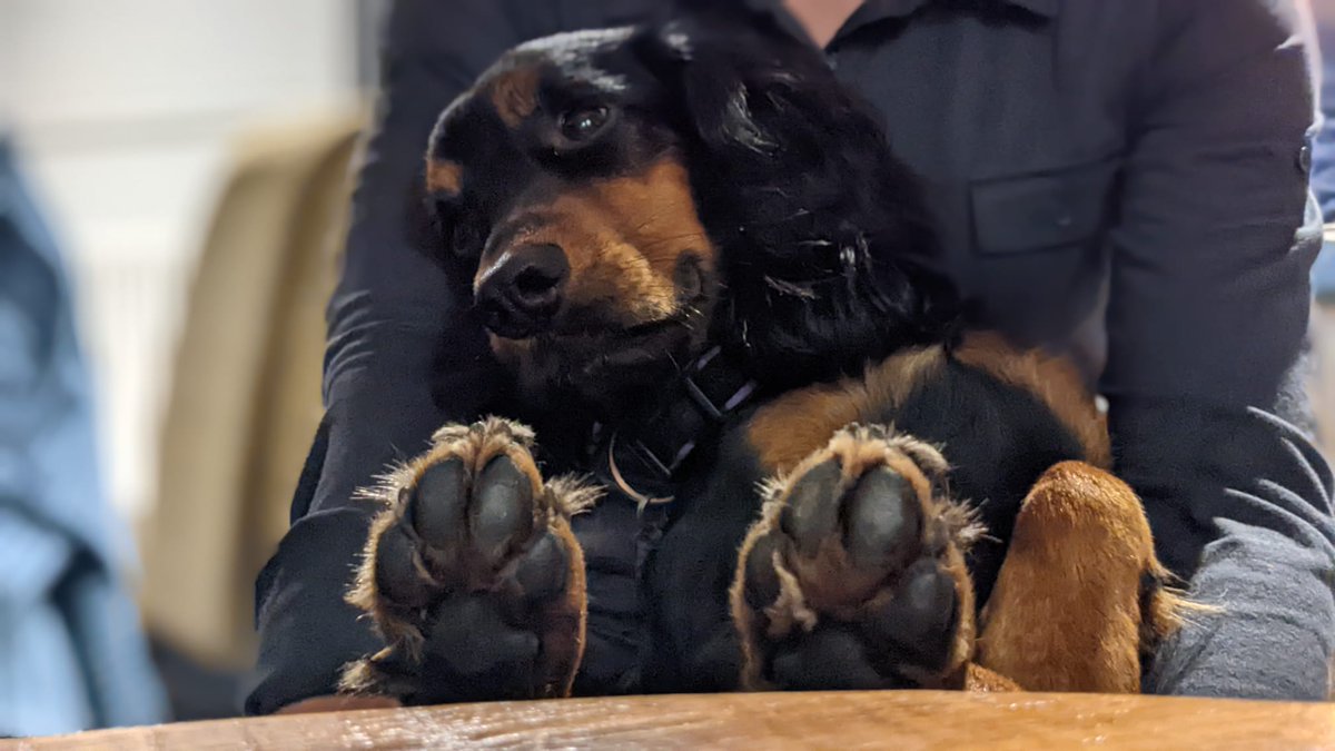 I went out last night with my humans and their human friends for pizza crusts. I gotted tired........🐾