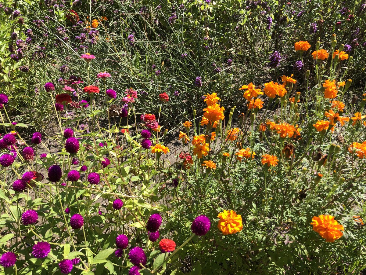Picking dahlias today at Pie in the Sky Berry Farm, Northampton, Mass. #pickyourownflowers