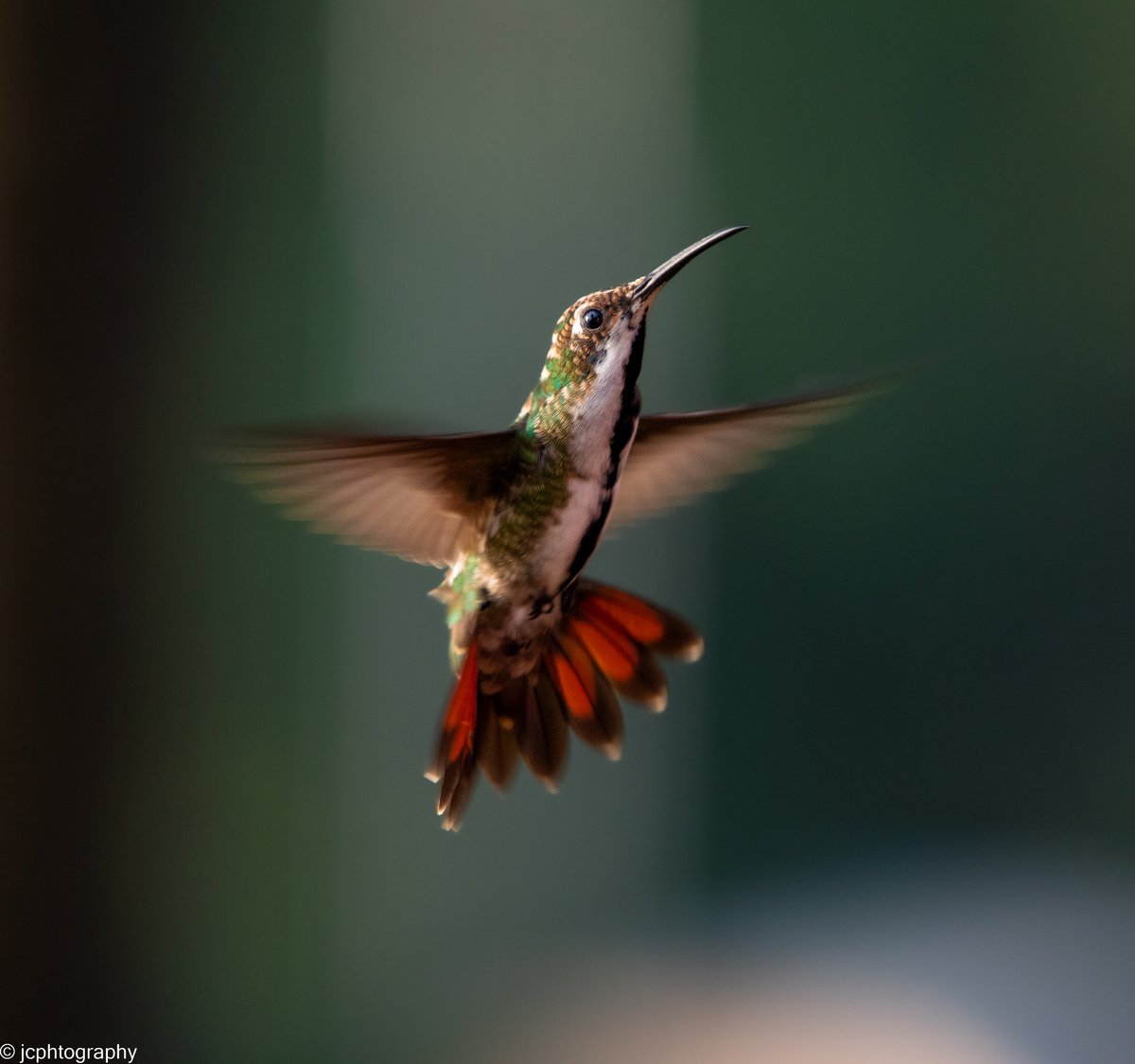jcphtography's tweet photo. Female Black-throated Mango. Photo taken Tobago. https://t.co/xGoY2G3Acq