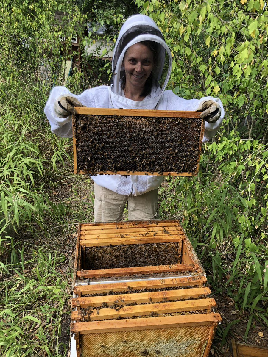 mattkopac's tweet photo. Opened up the hive one last time before closing up shop for the fall and winter. Girls looking good! #beekeeping https://t.co/dsCGHaR7yz