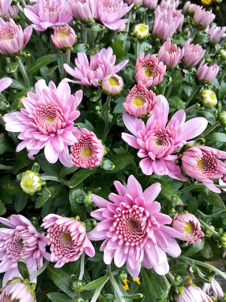 Hanaikoi ベルギーマムのお花がとても綺麗ですね ベルギーマム 花写真 T Co Cg1fmrcsov Twitter