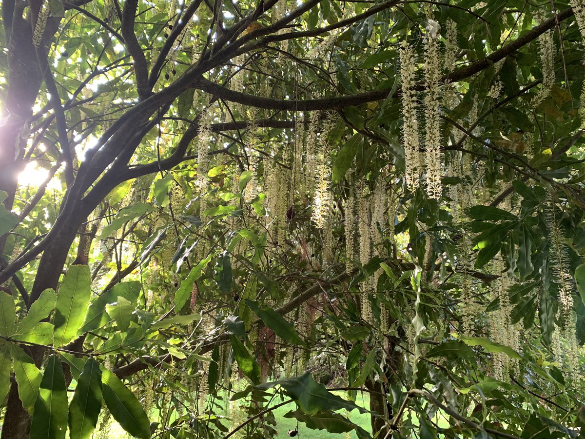 MonicaWebb1's tweet photo. Springtime promise - the macadamia trees have set beautiful blossoms this year. Bee keeper will bring his hives any day now. I love the interplay of nature. Here’s hoping for a bumper crop. https://t.co/xYj7NIN3ag