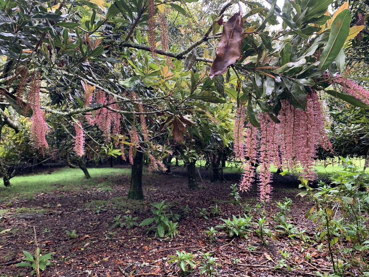 MonicaWebb1's tweet photo. Springtime promise - the macadamia trees have set beautiful blossoms this year. Bee keeper will bring his hives any day now. I love the interplay of nature. Here’s hoping for a bumper crop. https://t.co/xYj7NIN3ag