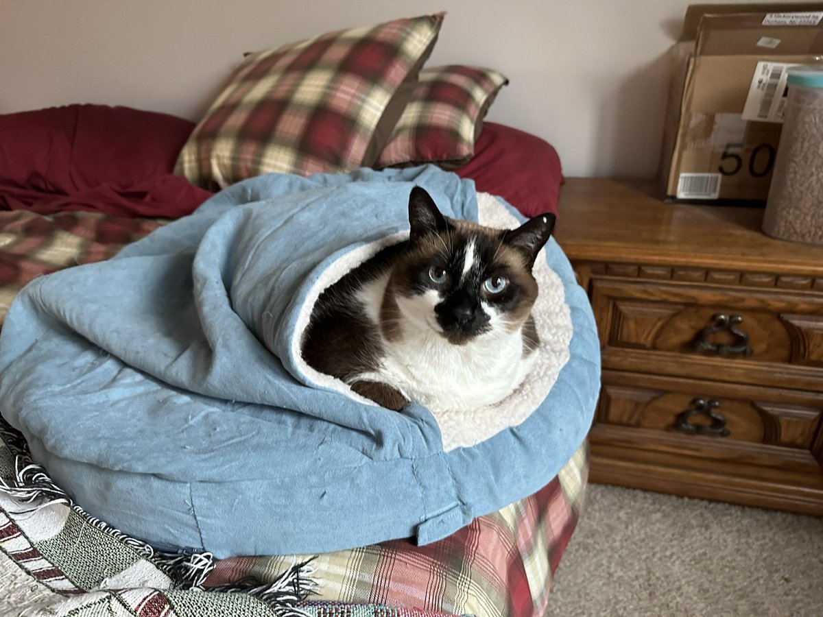 BigMinnieMoo's tweet photo. #Caturday morning snuggles https://t.co/mCf2pIMCVP