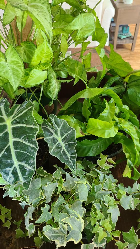 Caught a great plant sale today!