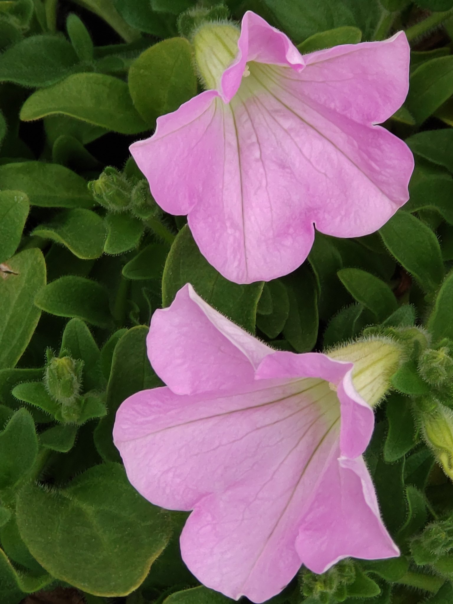 スーパーやさいマン ９ ２５の誕生花 サフィニア 衝羽根朝顔 ナス科の一年草 花名は波打つような花姿に因んで サーフィン と ペチュニア の組み合わせが語源 花言葉は 咲きたての笑顔 T Co Tupd9cw5fh Twitter