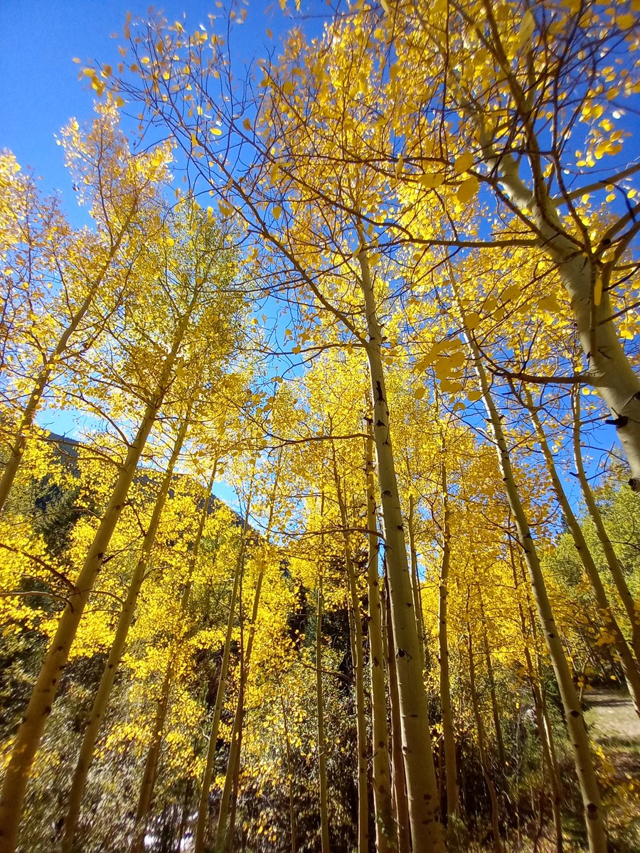 Get out there and soak up that Colorado fall!! 😎😊💛🧡💛🧡💛🥰🥰🥰
#GuanellaPass #ColoradoFall #LeafPeeping