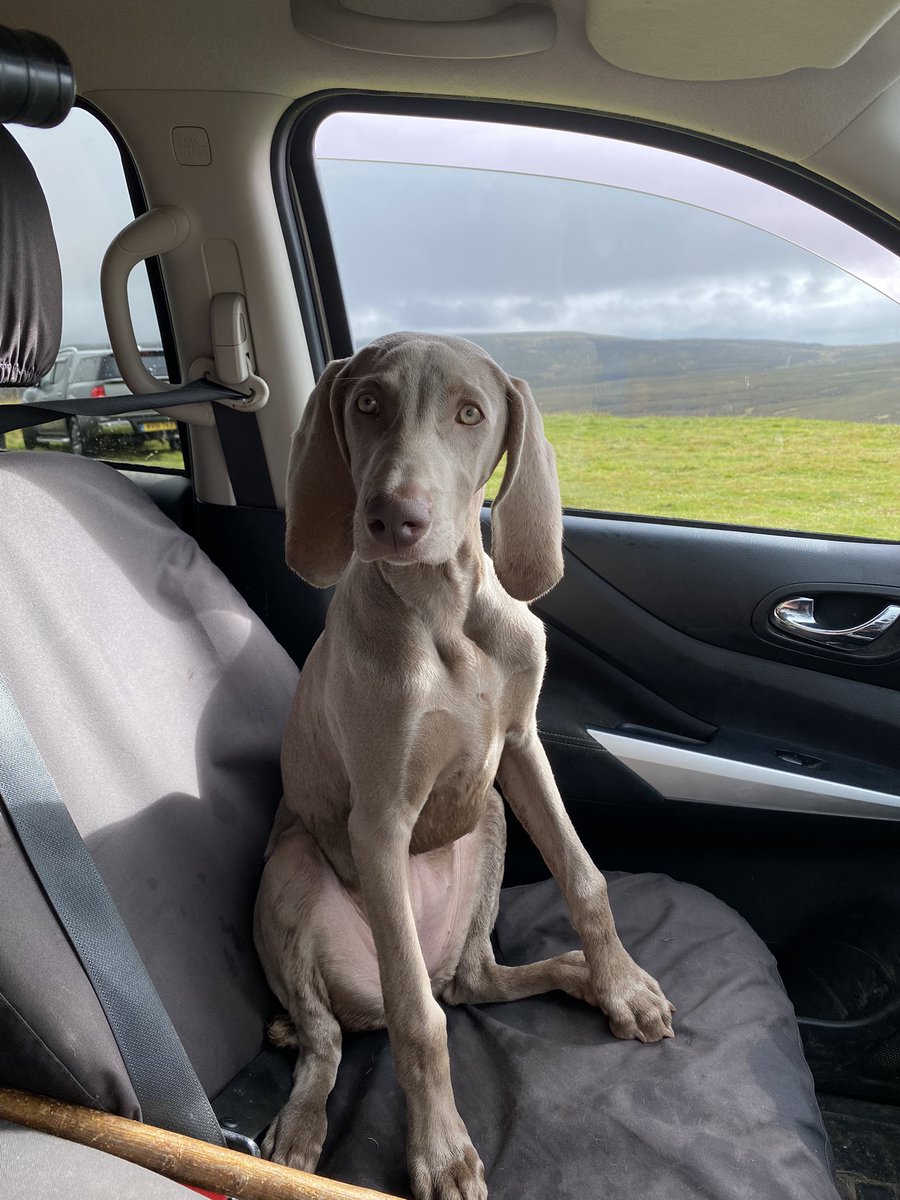 lynnslabs's tweet photo. After the last 2 years I’m loving life   Don’t take anything for granted and live every day.#Weimaraner #labrador #Cumbria https://t.co/cbsPXTD7X0