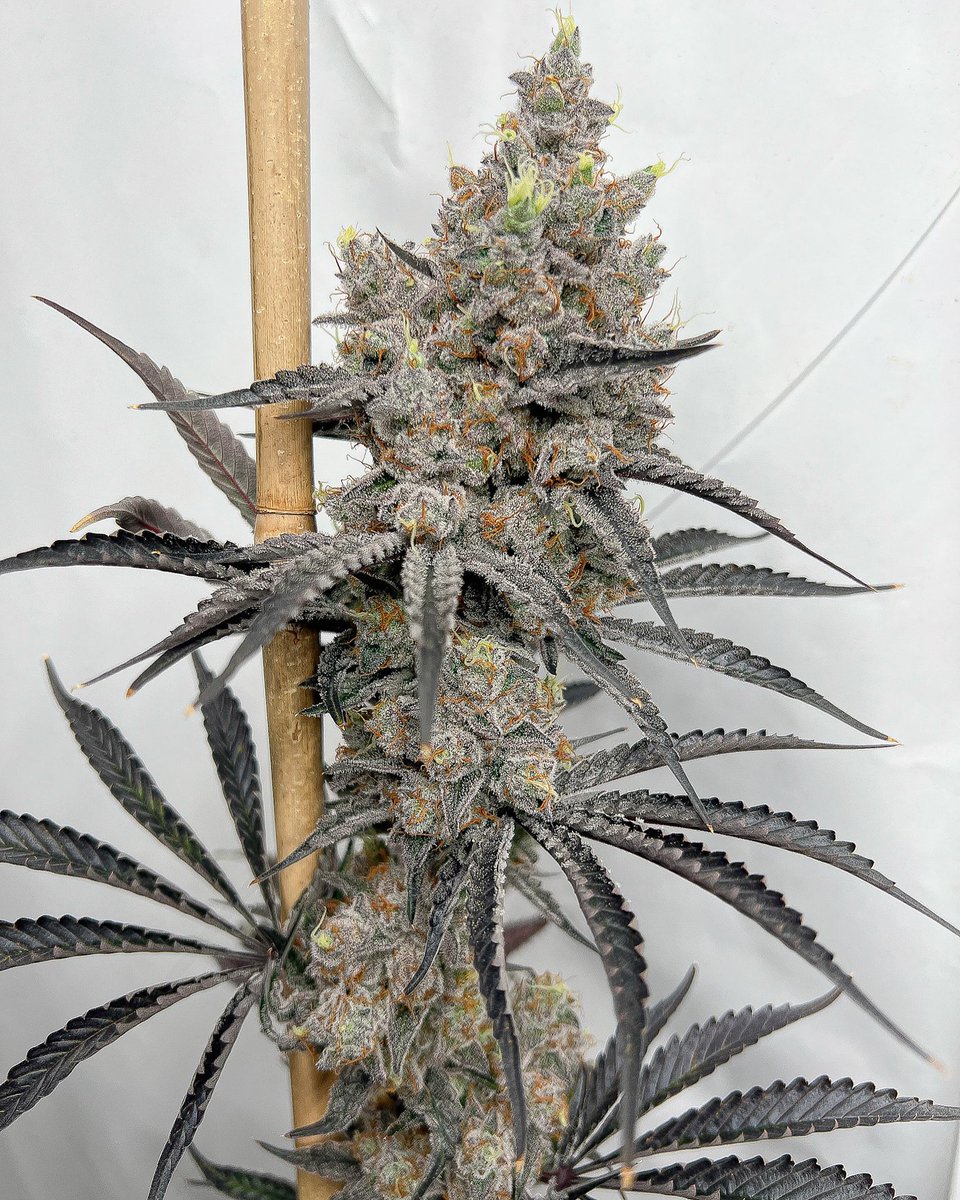 Solfire Gardens tweet media