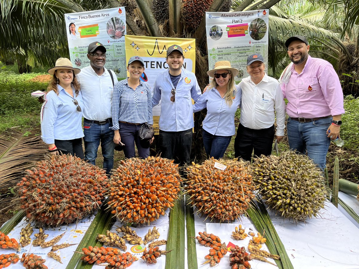 BrendaOrtiz_PA's tweet photo. Great exchange with the Extension Team from @CenipalmaOrg and Oil Palm growers located in Santander, Cesar and Magdalena, Colombia 🇨🇴. Lots of successful R&D along with #AgExtension developments. #innovation #Sustainability #smallgrowers @zapalma7 https://t.co/Nan7QopIoj