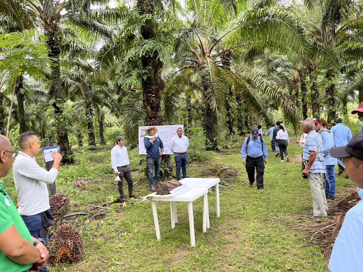 BrendaOrtiz_PA's tweet photo. Great exchange with the Extension Team from @CenipalmaOrg and Oil Palm growers located in Santander, Cesar and Magdalena, Colombia 🇨🇴. Lots of successful R&D along with #AgExtension developments. #innovation #Sustainability #smallgrowers @zapalma7 https://t.co/Nan7QopIoj
