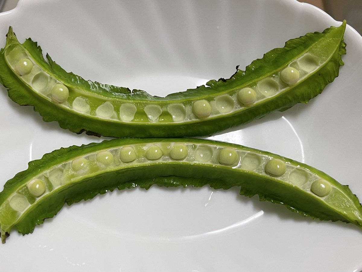 nativelifekale's tweet photo. 四角豆、若さやだけでなく、中の豆も食べられます。さやが大きく硬くなったら食べごろ。さやは縦に綺麗に割れます。
#ともときファーム丹波 #四角豆 #organic #ネイティブライフ https://t.co/wIcOwhouEl
