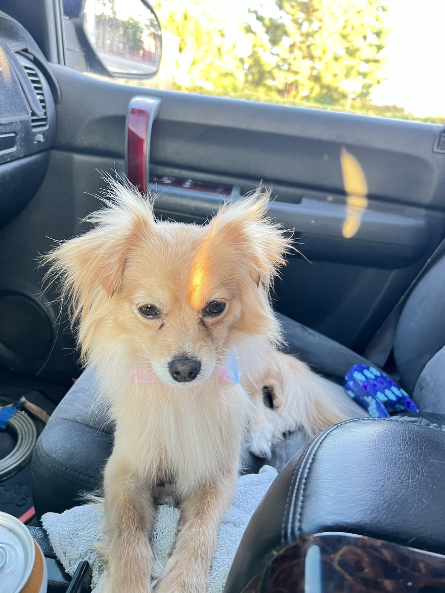 Snarf_82's tweet photo. Hoy tocó full service #LittleBella 🐶 https://t.co/DrCEUEgyd0