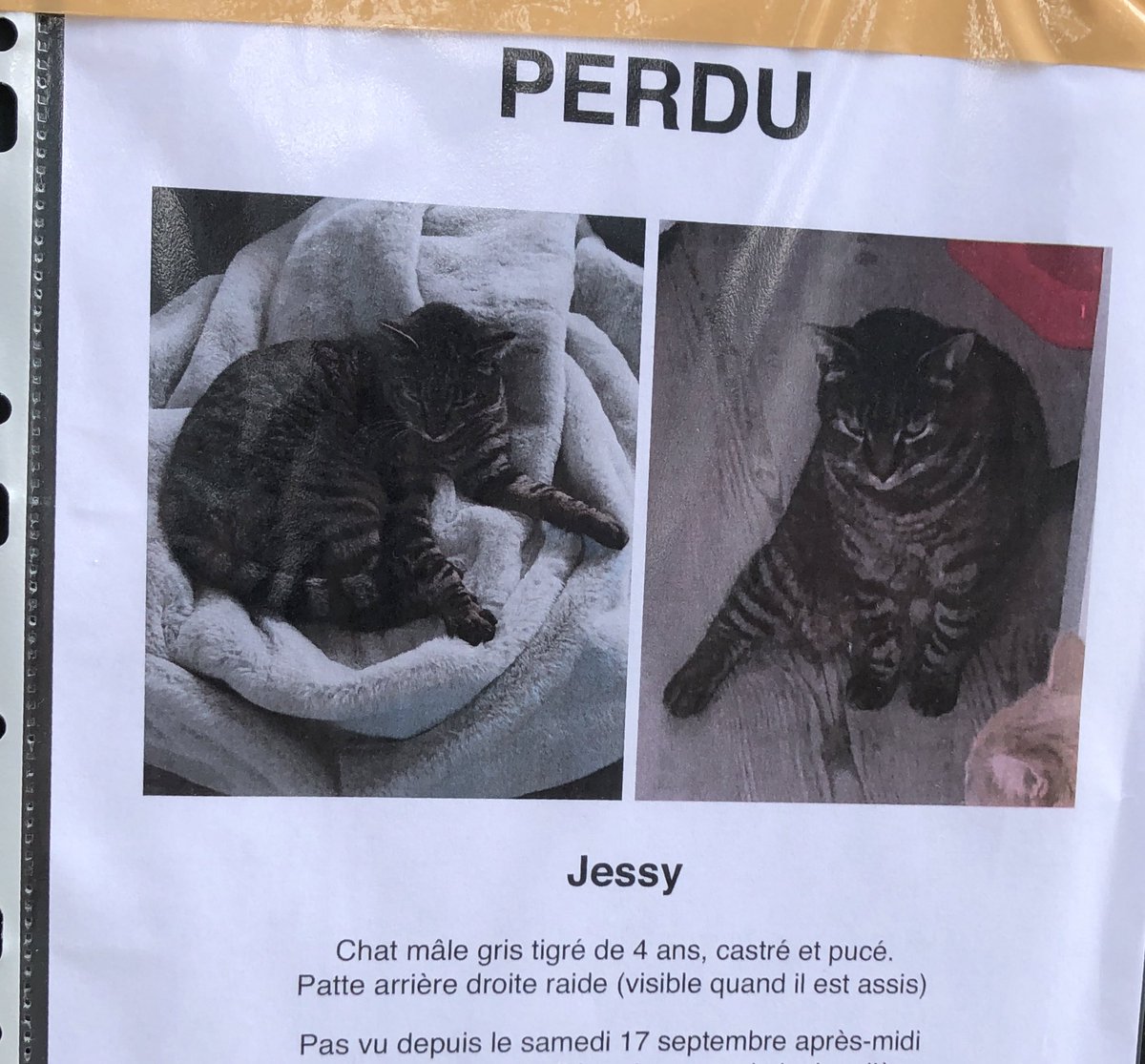 maouthebiggest's tweet image. Mon voisin le grancollègue, Jessy, a pas fé le rentrir depuis la semaine dernière (samedi 17/09)😿
Grand gabarit, sociable, secteur Nantes nord/Jonelière