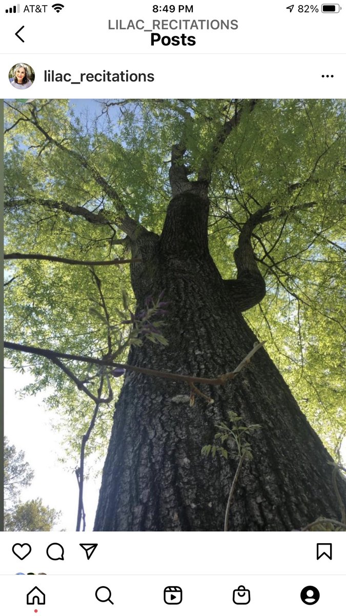 One of my very large Oaks