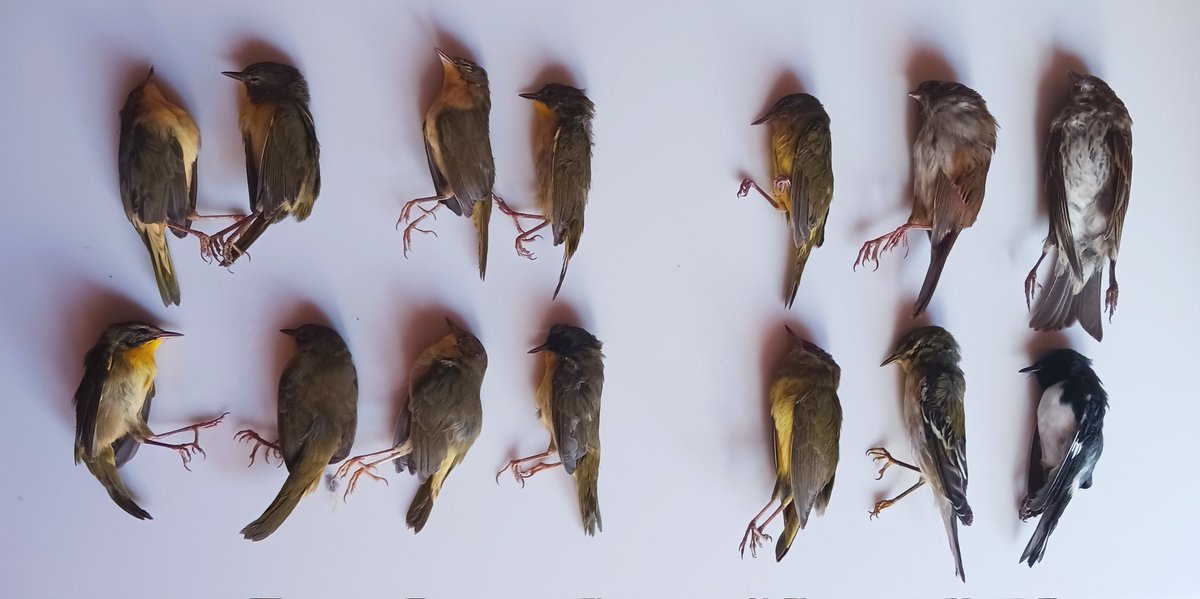 CorderoNature's tweet photo. This is what we got in one single building in one single night (Sept 24, 2022) #birdcollisions #windowstrikes #newyork #fallmigration @NYCAudubon @wildbirdfund https://t.co/jIASQVt78m