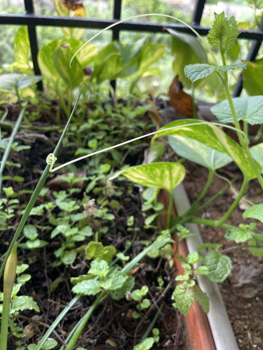 data__wizard's tweet photo. Caught my plants holding hands 👀

There’s gonna be some awkward conversations now https://t.co/hTxUdA7Le0