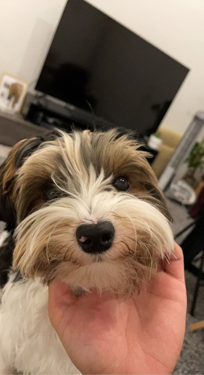 romar_d's tweet photo. Owning a dog so therapeutic, I mean.. just look at this cute mf!! https://t.co/Voa6fSy8To