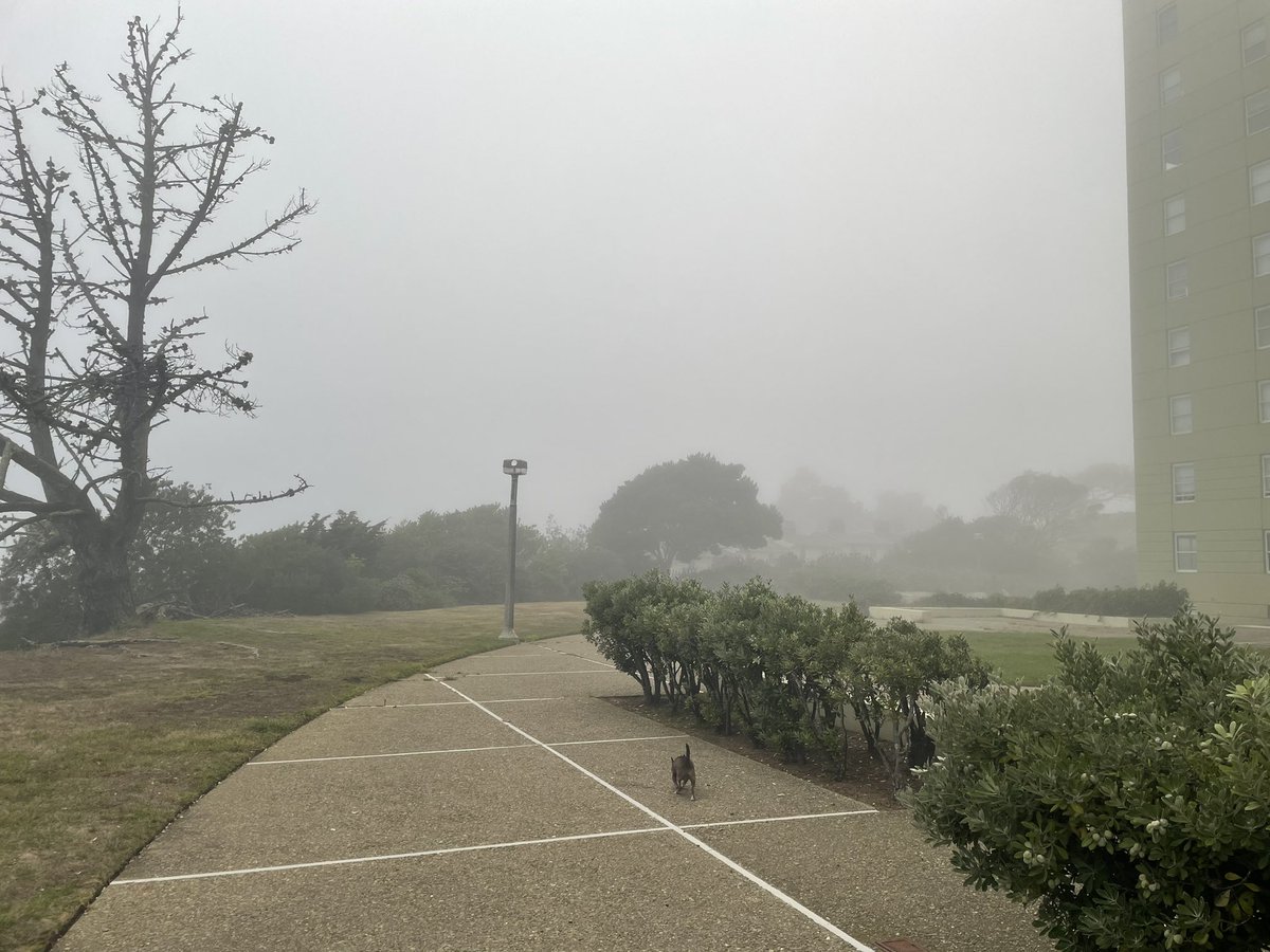 JeffWritesWyrd's tweet photo. After a couple of weeks of temps in the mid 70s-80s (September is SFโs Summer), #Karl has graced us with his return #WelcomeBackKarl #SixtyDegrees https://t.co/UbjHqAhWm2