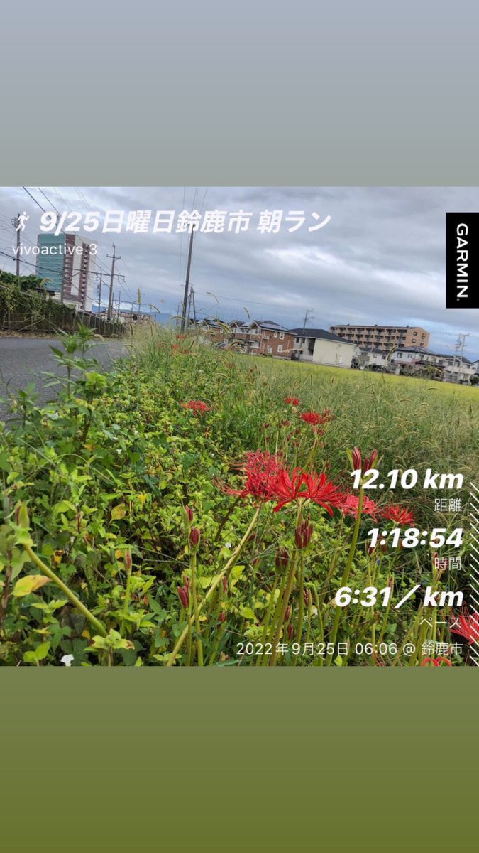 marsa_mino's tweet photo. 今日は、いつもの家の周回コースを朝ランニング。
自生する彼岸花が咲いてきました。
秋を感じますね。

JUST KEEP TRY TO RUN
毎日走れる距離をただ走るだけ

＊10月16日(日)鈴鹿山麓かもしかハーフマラソン　エントリー

#Septemberrun
#ヒガンバナ
#思考は運命を変えるbyマザーテレサ https://t.co/YG3R7ZCYpe