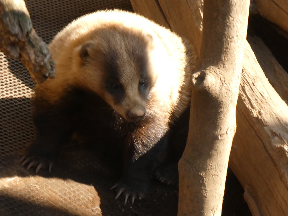 ニホンアナグマ様専用 Www Vitaplus Com