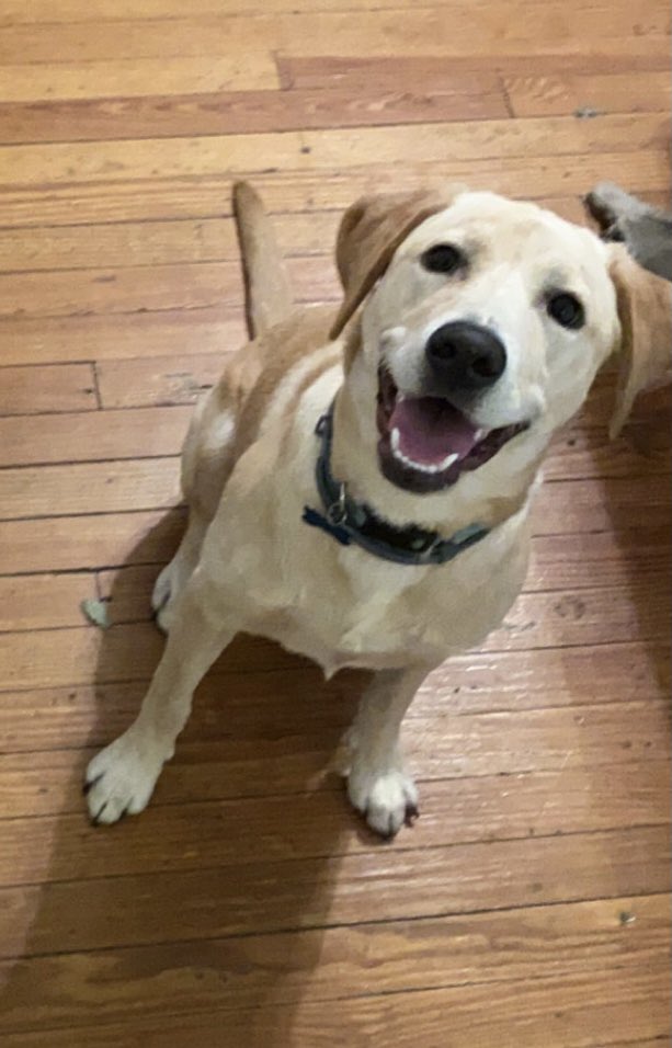 MooreHam's tweet photo. @JuiceKiffin Y’all sure that’s not actually a picture of my dog River? https://t.co/mA5TcNkFYm