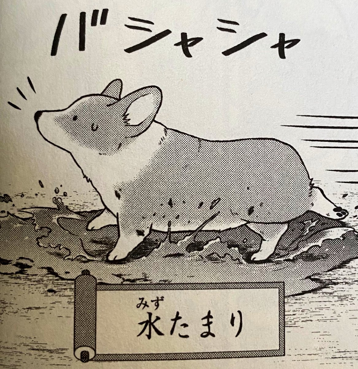 雨上がりのちらり🐾 #殿と犬 #コーギー #コーギーのいる暮らし comic-polaris.jp/tonotoinu/
