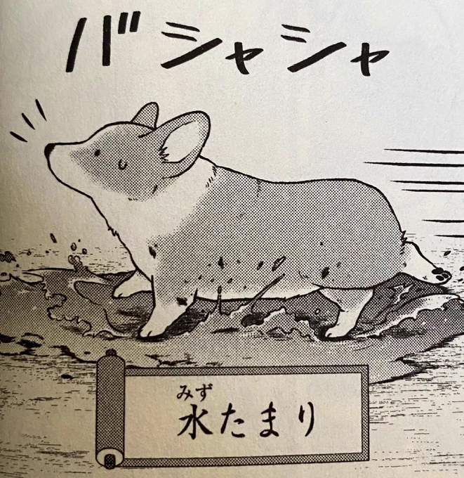 雨上がりのちらり🐾  #殿と犬 #コーギー #コーギーのいる暮らし comic-polaris.jp/tonotoinu/