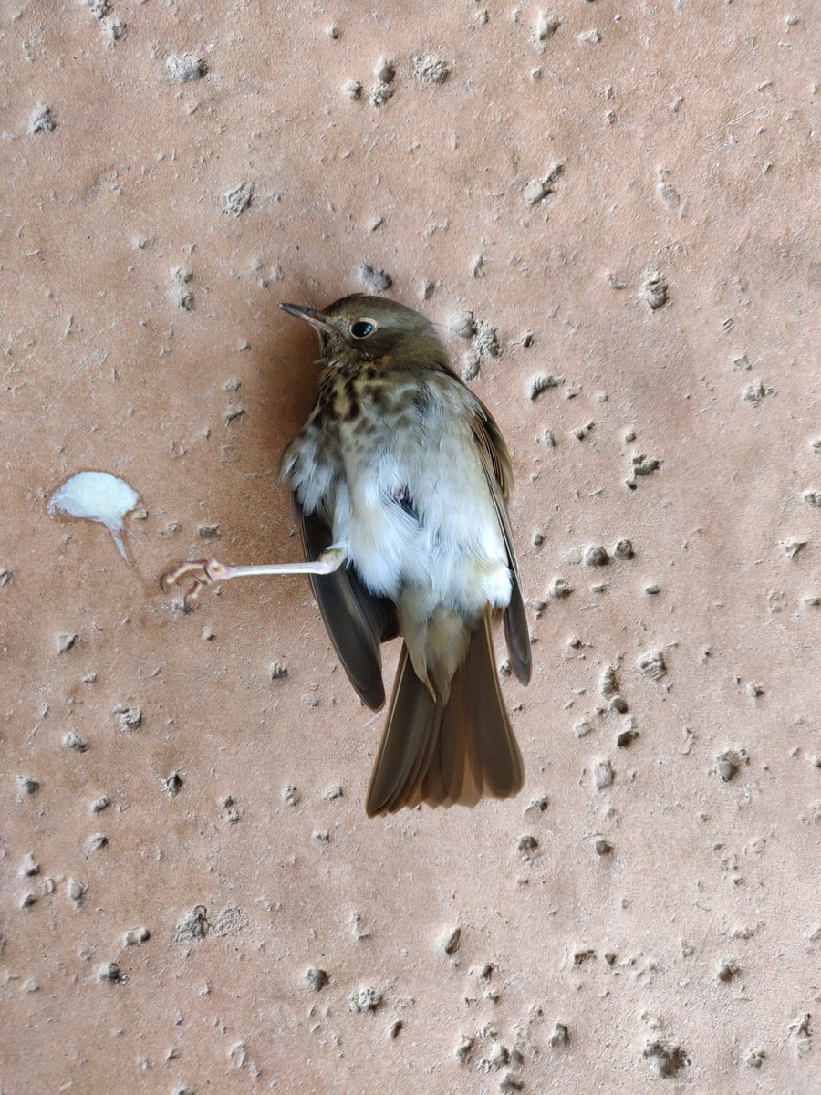 siren_la's tweet photo. Found this window collision Swainson's Thrush earlier this week 😔 It was alive and alert, but had a wing droop, suggesting a possible coracoid fracture. If anyone has suggestions for language to use to contact building management about window treatment options, pls share! https://t.co/SB9kbkNEbn