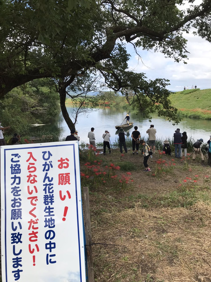 タイトル「彼岸花と漁師とたくさんの老害」
#津屋川