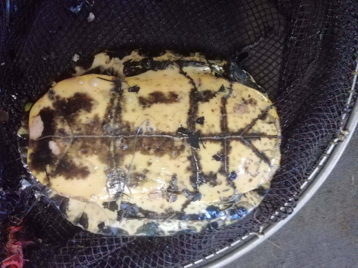 らてTeamBabyCastella (tarlatte) / Twitter