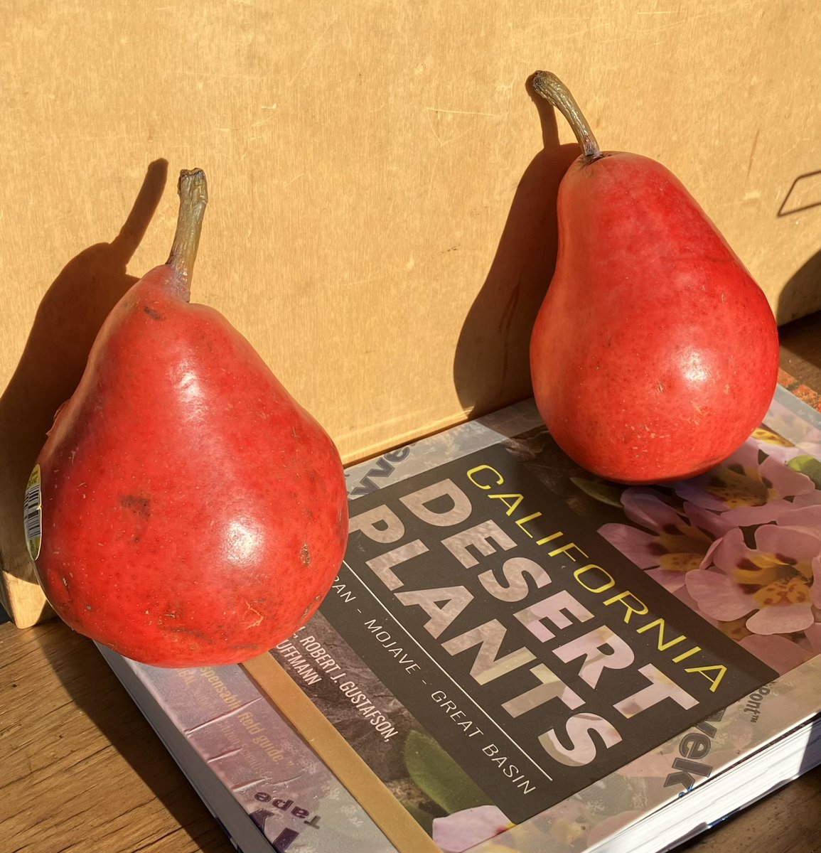 stevfletch's tweet photo. @conifermann  Two Perfect Pears and a New Book❗️.               I’m Good https://t.co/pF89VZp9M1