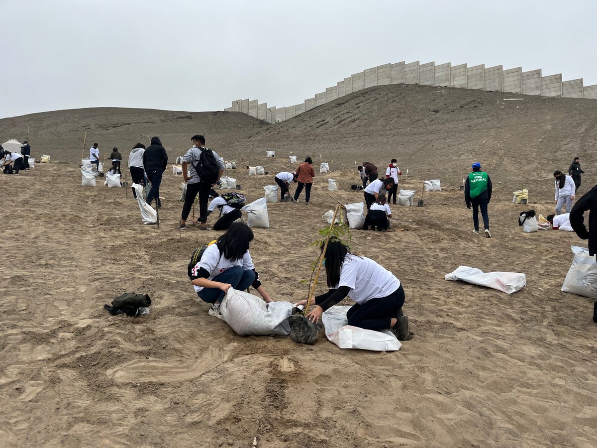 UKinPeru's tweet photo. Sembrando el Futuro 🌿💪

Hoy, junto al @MinamPeru y a @elbritanico, plantamos 150 árboles🌳 en Ciudad Bicentenario, en Ancón. Esta arborización, en la que participaron más de 100 voluntarios, aporta a la iniciativa Jardín Botánico Nacional. (1/2)

#SemanaVerde🇬🇧🇵🇪 https://t.co/JRAHF1rCx6