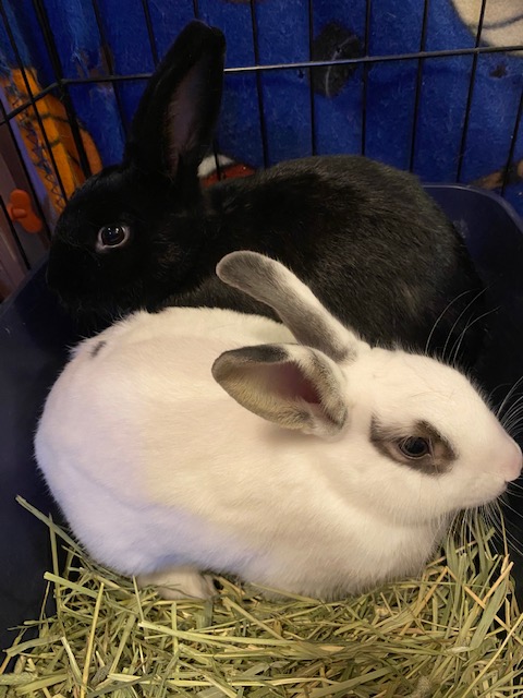 Salt and Pepper are celebrating International Rabbit Day! They are an active and adventurous bonded pair ready to bound their way into their forever home. Adopt them both and get half off!