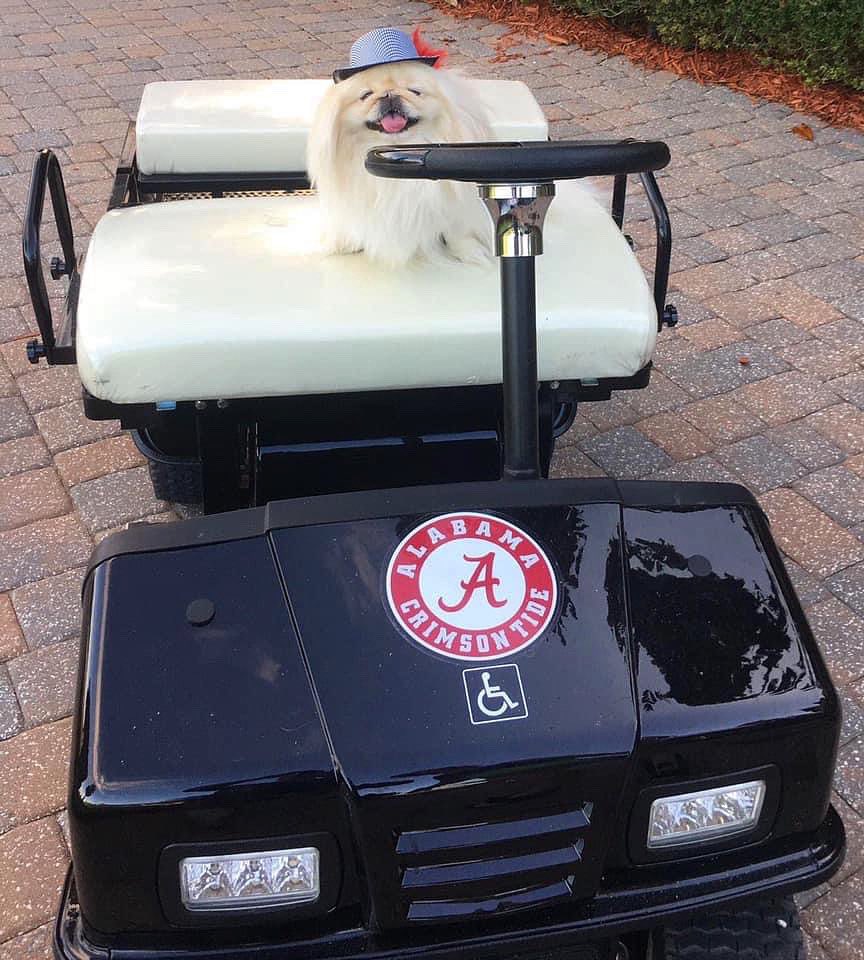 LilCaliGurl's tweet photo. Yβall noze who I wroll wif πππβ€οΈ Wrollll Tide!
#theyseemerollingtheyhating
.
.
.
#secsaturday #saturdaydownsouth #caligurl #rolltide #crimsontide #bamadog #secfootball #crimsontidedogs #bama #rammerjammer #alabamadogs #bamanation #universityofalabama #alabamacrimsontide https://t.co/ACgJz18qRu