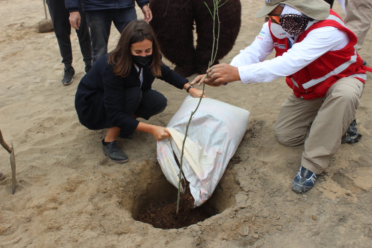 UKinPeru's tweet photo. Sembrando el Futuro 🌿💪

Hoy, junto al @MinamPeru y a @elbritanico, plantamos 150 árboles🌳 en Ciudad Bicentenario, en Ancón. Esta arborización, en la que participaron más de 100 voluntarios, aporta a la iniciativa Jardín Botánico Nacional. (1/2)

#SemanaVerde🇬🇧🇵🇪 https://t.co/JRAHF1rCx6
