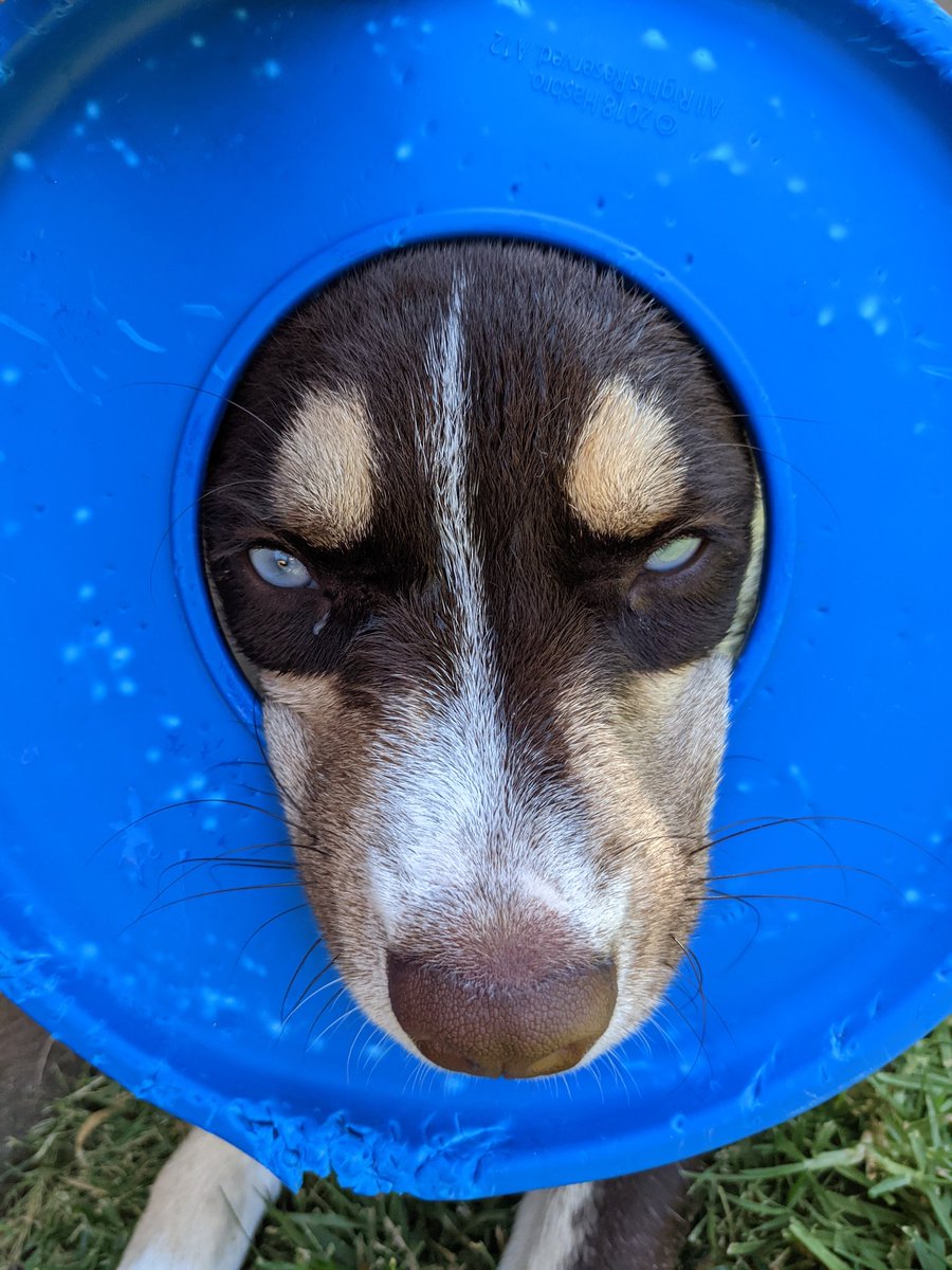 Beautifulpup1's tweet photo. I'm back https://t.co/OhumYm1yQo