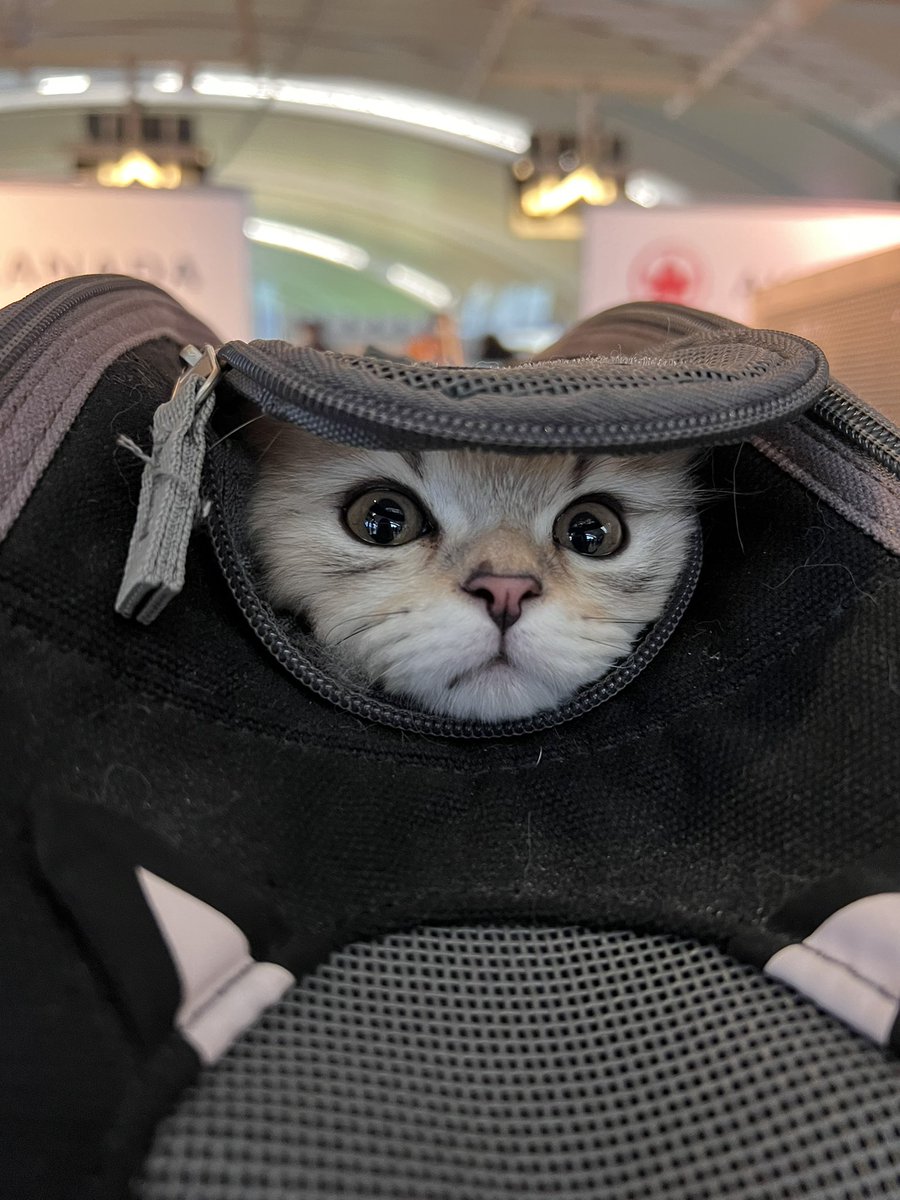 New family meowber😸