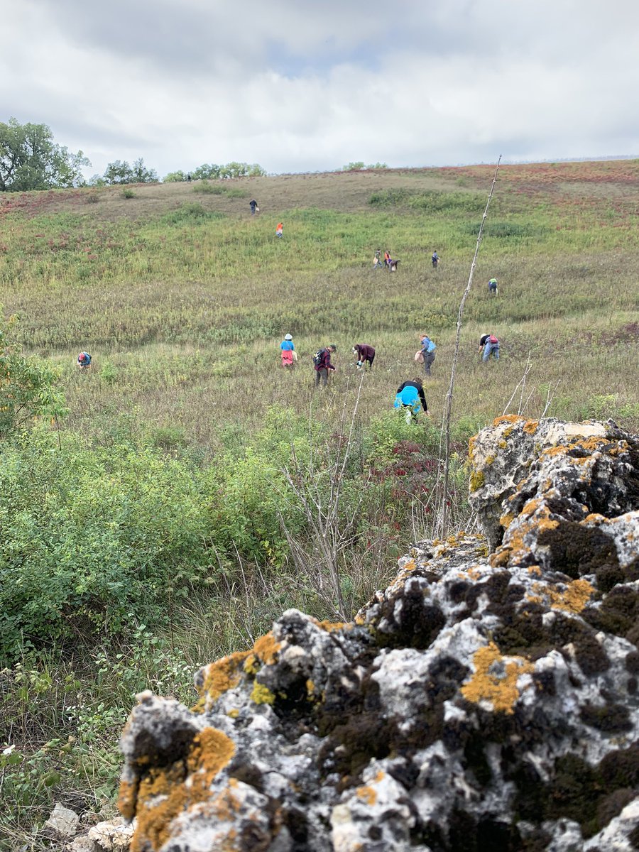 anne_claflin's tweet photo. For #PublicLandsDay I was collecting seed at #LostPrairie #SNA and had such a great time! So nice to spend a day hiking in a prairie, smelling the grass, listening, looking at details, and feeling seeds between my fingers. #MasterNaturalists https://t.co/l7ppYzXMlm