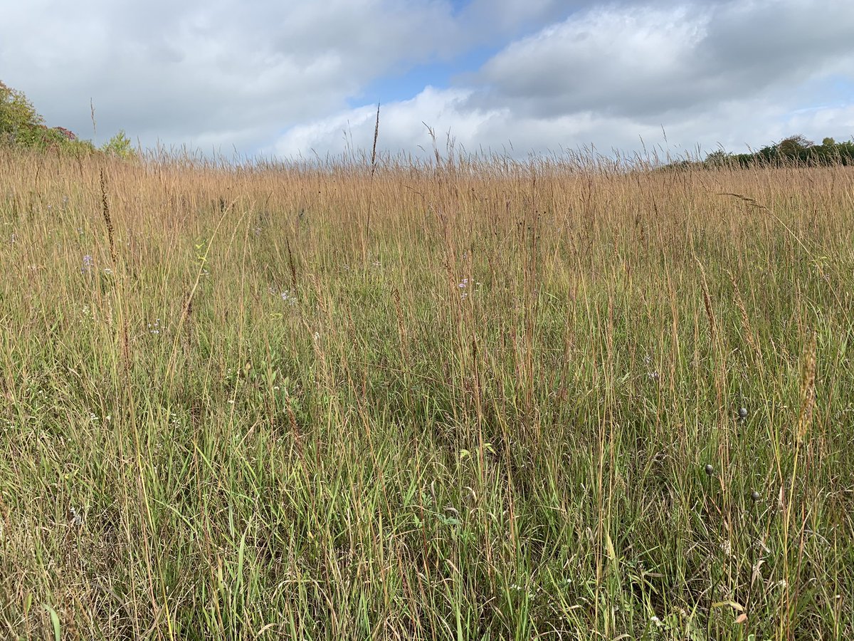 anne_claflin's tweet photo. For #PublicLandsDay I was collecting seed at #LostPrairie #SNA and had such a great time! So nice to spend a day hiking in a prairie, smelling the grass, listening, looking at details, and feeling seeds between my fingers. #MasterNaturalists https://t.co/l7ppYzXMlm