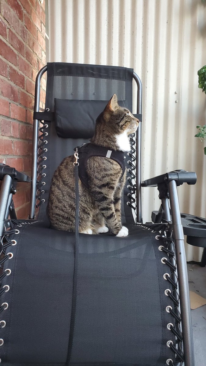 gameosicats's tweet photo. The king on his throne https://t.co/Qkb3wlQIfa