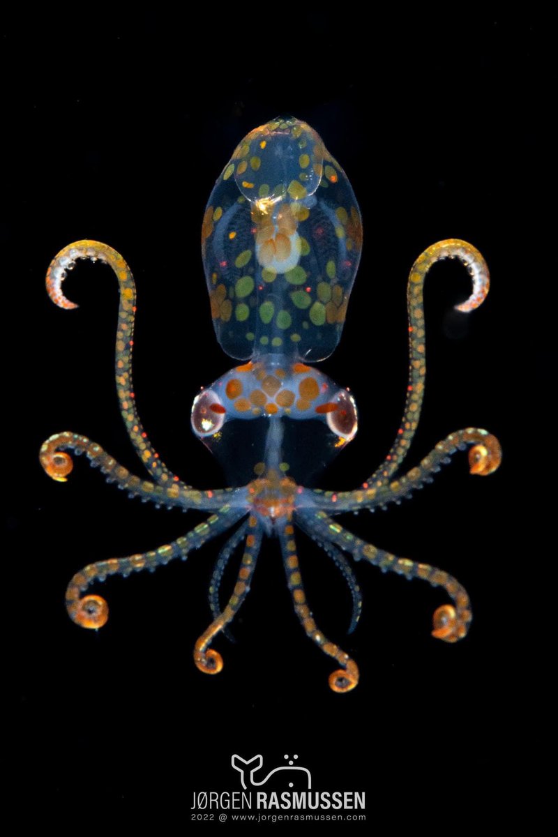 AvatarDomy2's tweet photo. Nature is sometimes beyond our imagination! Juvenile Sharpear enope squid. Mantle about 3cm, Janao Bay Blackwater. 

Credit 📸 Jorgen Rasmussen. https://t.co/dv5KES8eqS