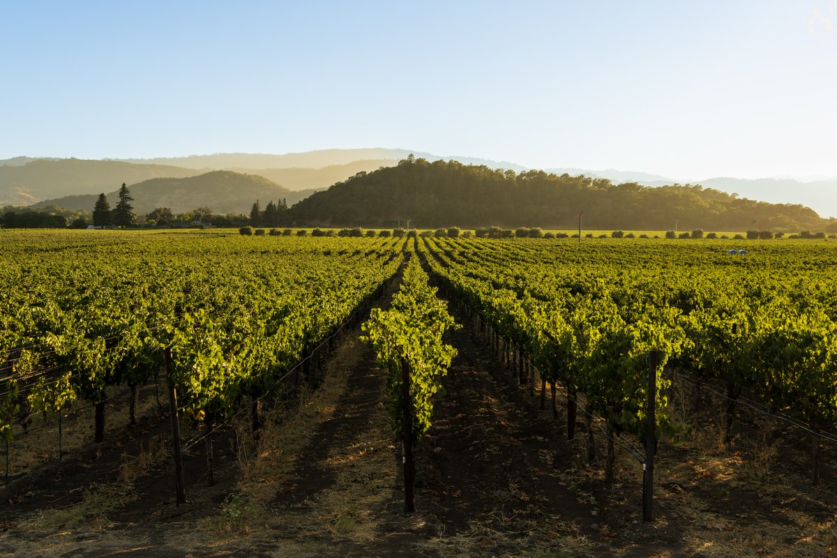 Located in Yountville is our estate Rector Creek Vineyard. This 35-acre parcel is planted to 6 varietals including Cabernet Sauvignon and Merlot. Like clockwork, a breeze sweeps in daily from the San Pablo Bay, cooling the vines, helping the fruit retain its concentration.