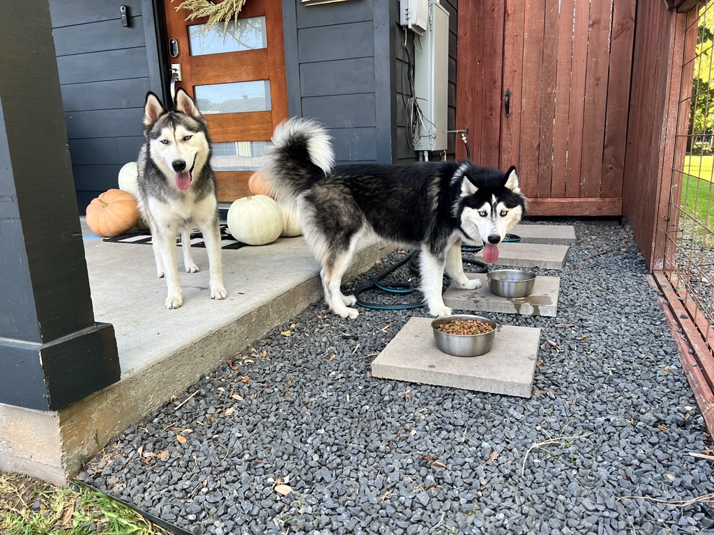 holtkampw's tweet photo. @NonMetalMoons This beauty (on the left) just randomly walked up to our house today to hang out with Koda (right). https://t.co/qajcmgFZdj