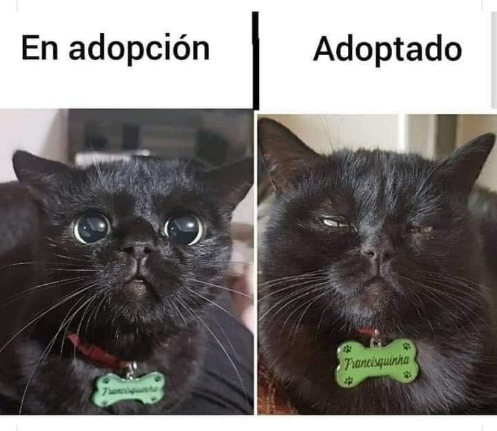 yaparateana1's tweet photo. #humorgatuno 😼 así las cosas con los mishis! Bonito finde☀️
🧠 Informes y citas por watsapp al 6221030012 🧠
Certificación: Centro Milanese di Terapia della Famiglia en Practicer in Milán Approach Psychotherapy
Ced. Prof. Maestría 8441399
Ced. Prof. Licenciatura 5335414 https://t.co/ds79O5GUGP