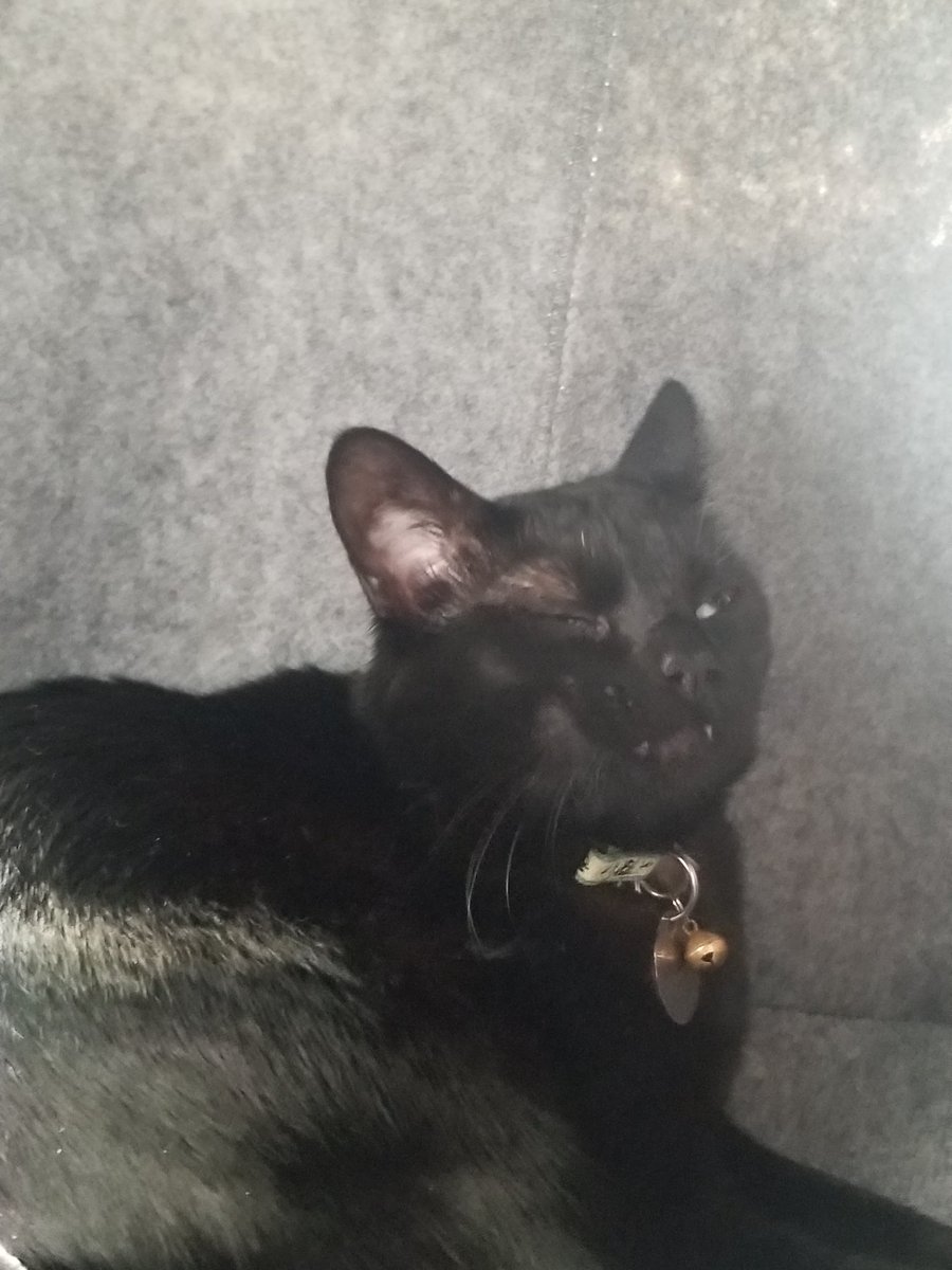 mikknu's tweet photo. He is enjoying his new cat tree while I read nearby, heheheheh

#studytwtpets https://t.co/sY9FFEe0aA