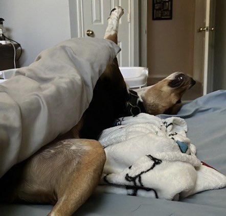 ddoggiesmommy's tweet photo. Can’t decide if she practicing her modeling for Pup-boy or she is doing doggie yoga in her sleep …Oh Mags🙄😂 #beagle #weirdo #typicalSaturday https://t.co/4rap4lfqRF