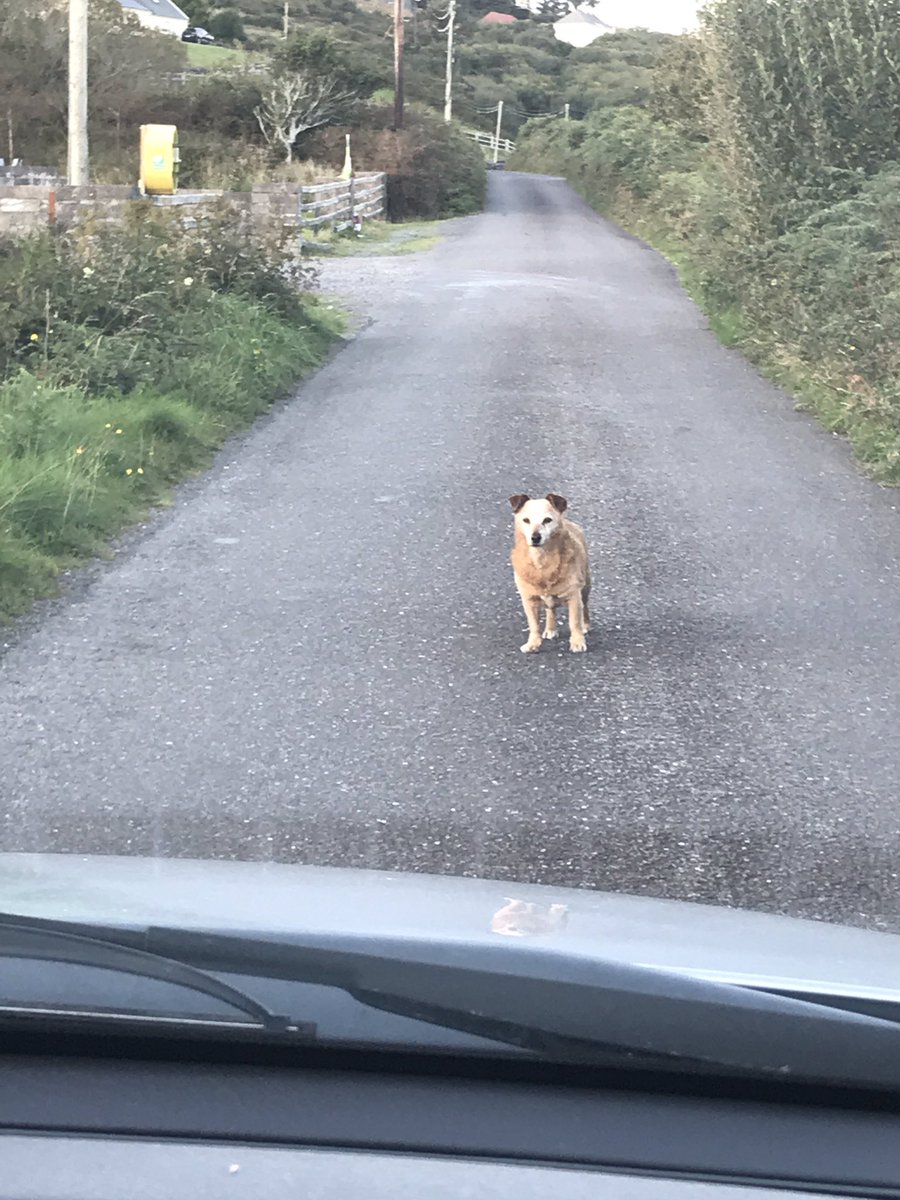 todayInIreland's tweet image. The standoff. 

😏
Beenbane Road, Waterville, Co Kerry. #heaintmovin #doghour #Ireland #DogsofTwittter